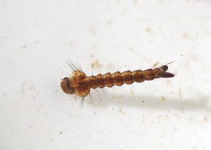 Mosquito larva