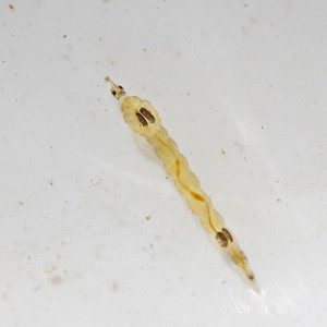 Phantom midge larva