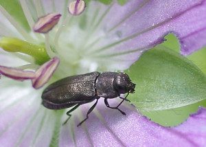 anthaxia buprestid13 1