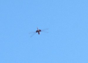 Black saddlebags
