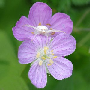 crab spider16 12rz