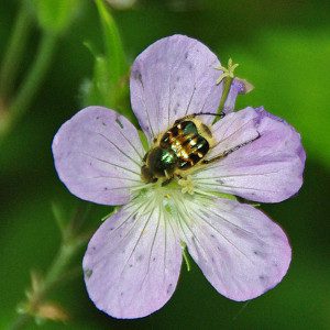 flower scarab10 3rz