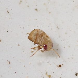 pygmy backswimmer17 3