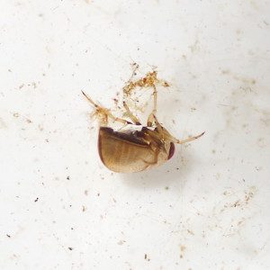 pygmy backswimmer17 5