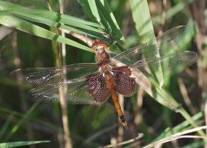 Carolina juvenille