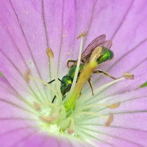 sweat bee14 2