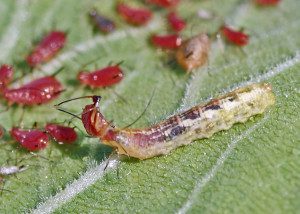 syrphid larva