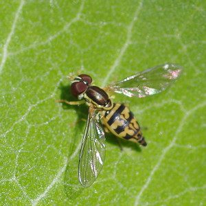 syrphid toxomerus geminatus14 1