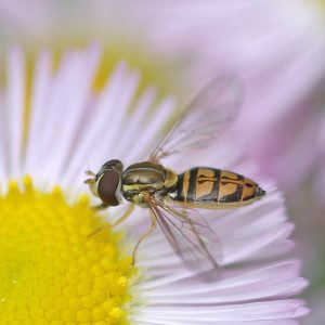 syrphid toxomerus marginatus15 11