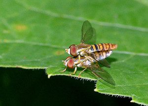 syrphid toxomerus politus10 2