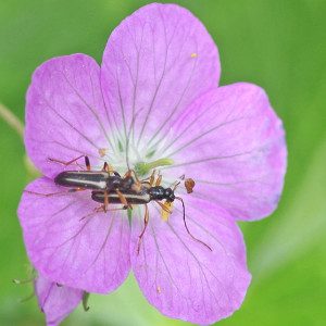 w geranium pidonia16 17rz