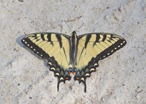 swallowtail tiger17 3rz
