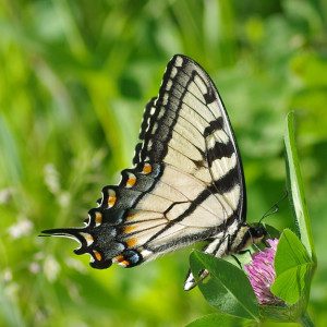 swallowtail tiger17 4rz