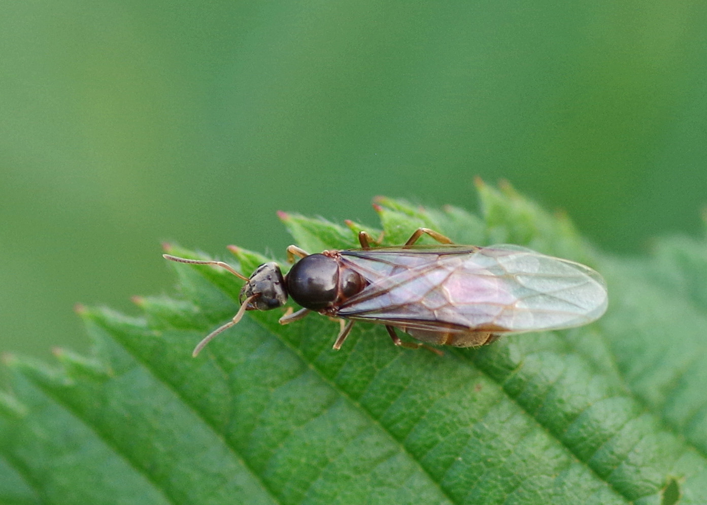 Bug o'the Week – Flying Ants – Riveredge Nature Center