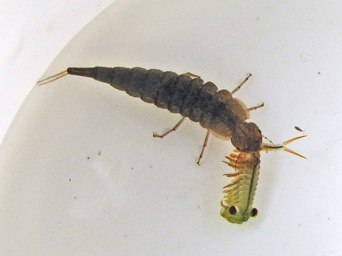 adult dytiscids beetles legs larvae