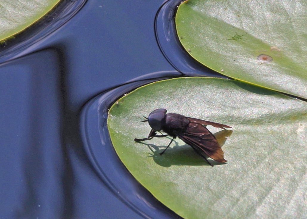 Bug O The Week Black Horse Fly Riveredge Nature Center