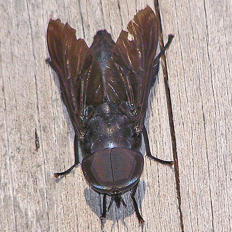 Bug O The Week Black Horse Fly Riveredge Nature Center