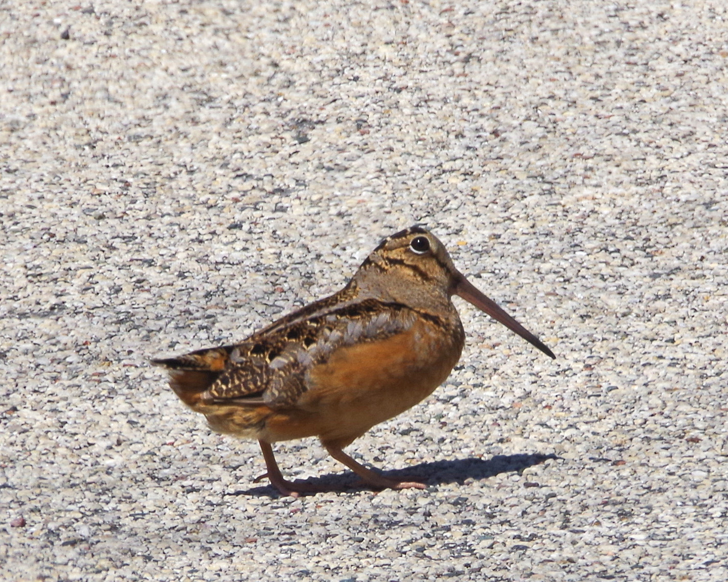 close up of a woodcock from the side