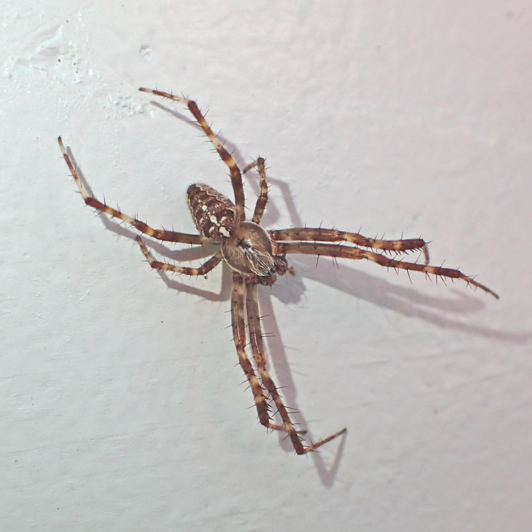 Bug O The Week Cross Orbweaver Spider Riveredge Nature Center