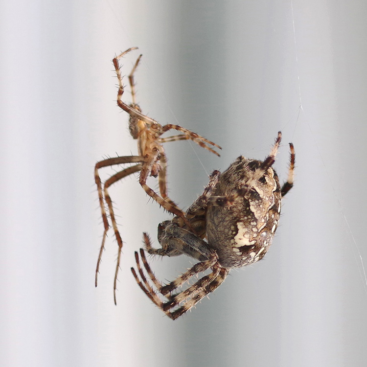 Bug O The Week Cross Orbweaver Spider Riveredge Nature Center