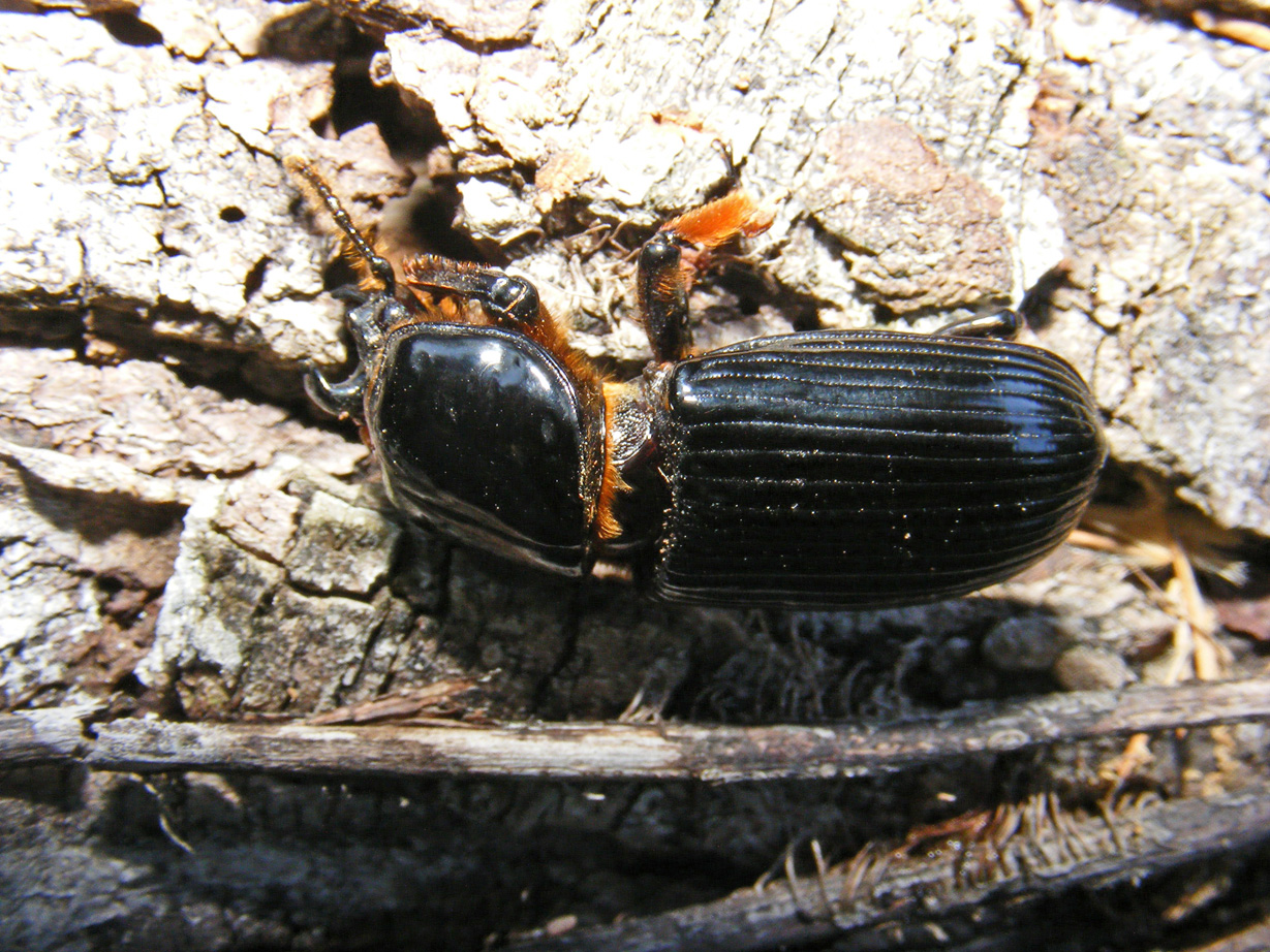 single horn beetle