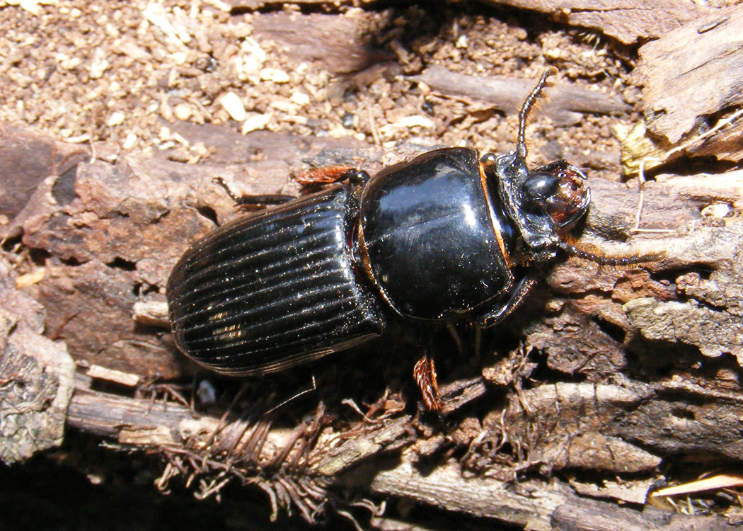 Passam Insect Bug o’the Week – Horned Passalus (Bess) Beetle – Riveredge Nature Center