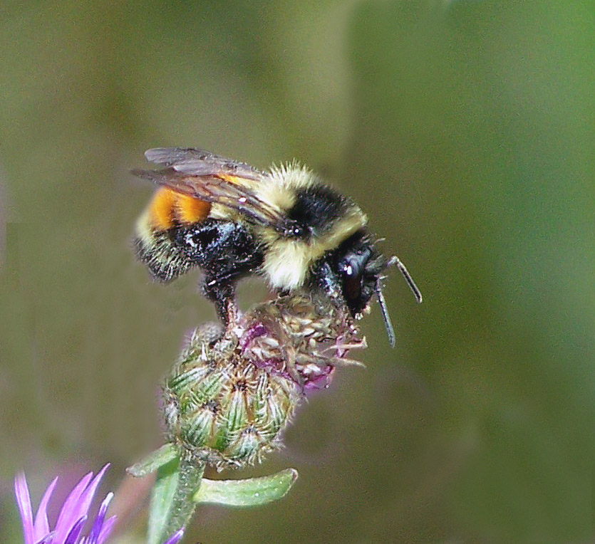 Bug o’the Week – Rusty-patched Bumble Bee – Riveredge Nature Center