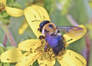 Cuckoo Bumble Bees: What We Can Learn From Their Cheating Ways (If They  Don't Go Extinct First)