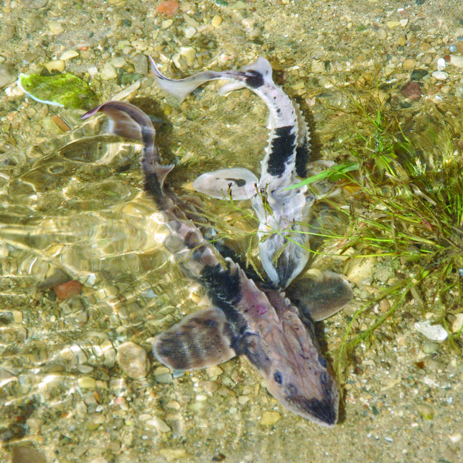 2 sturgeon in a stream