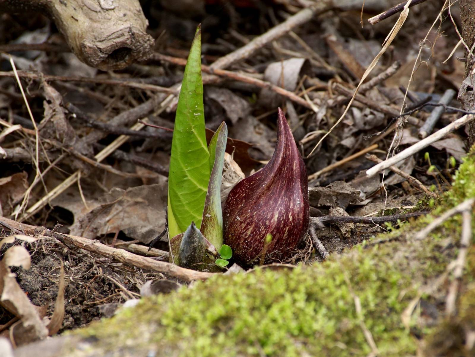 close up of a skunk cabbage in bloom in early spring