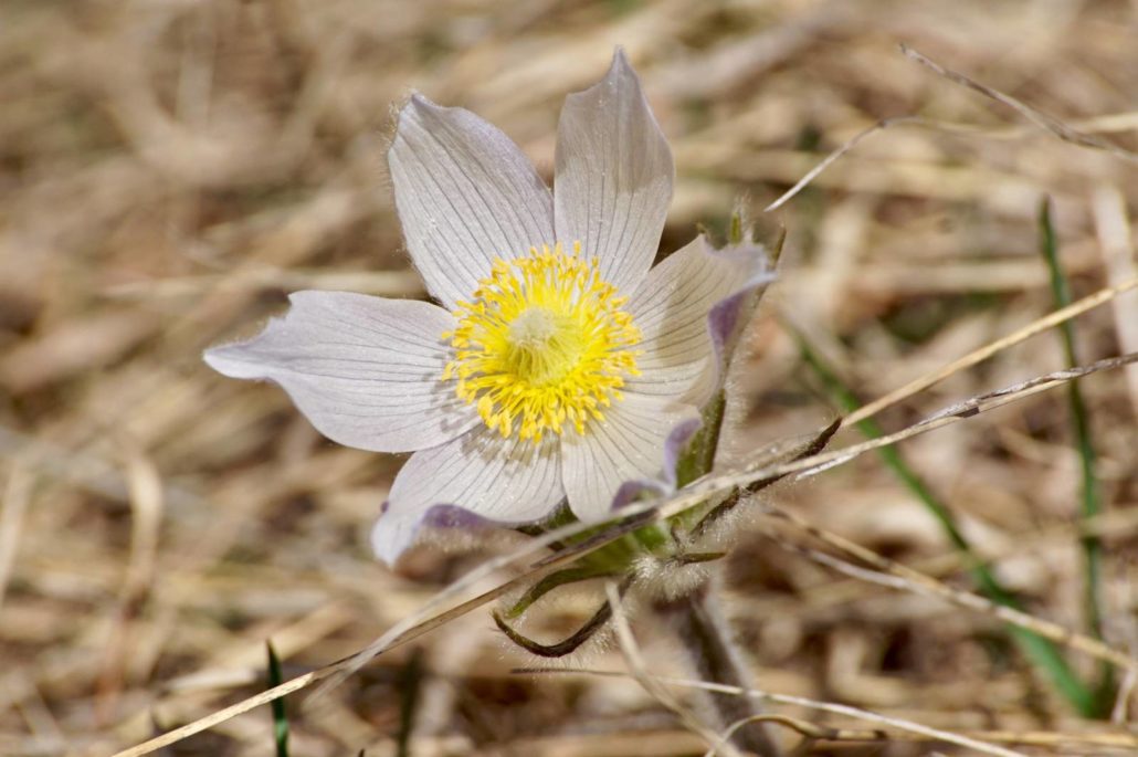 Pasqueflower