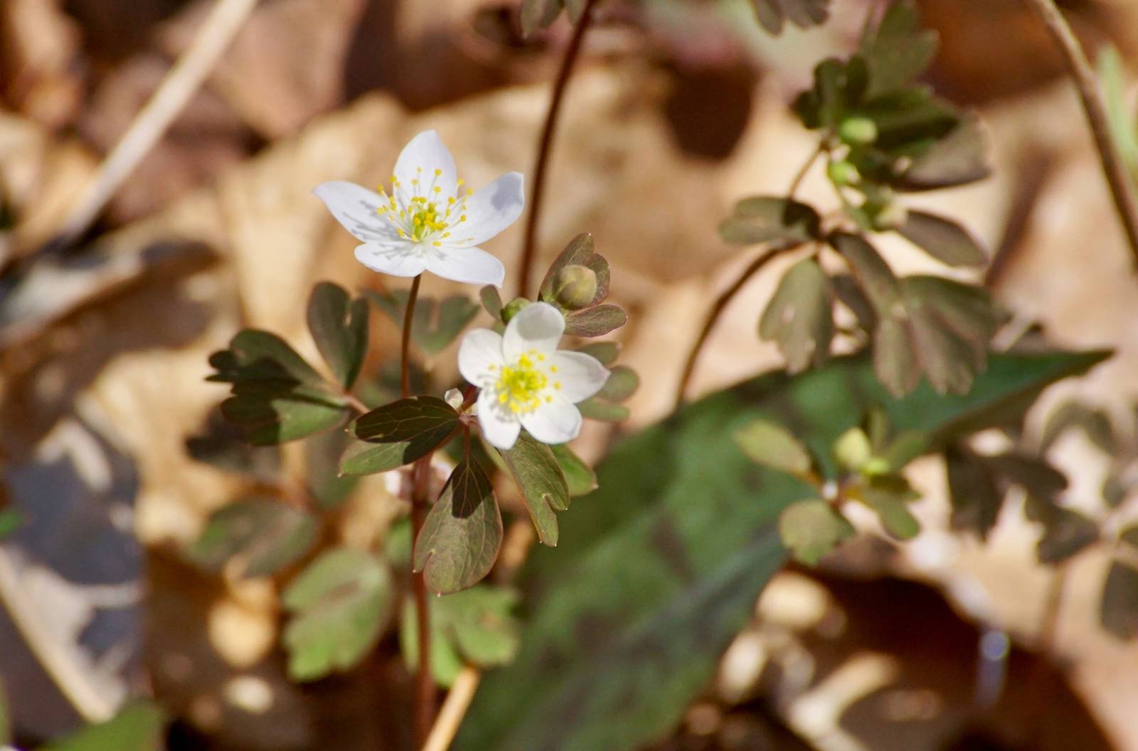 False Rue Anemone