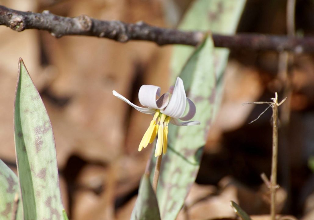 Trout Lily