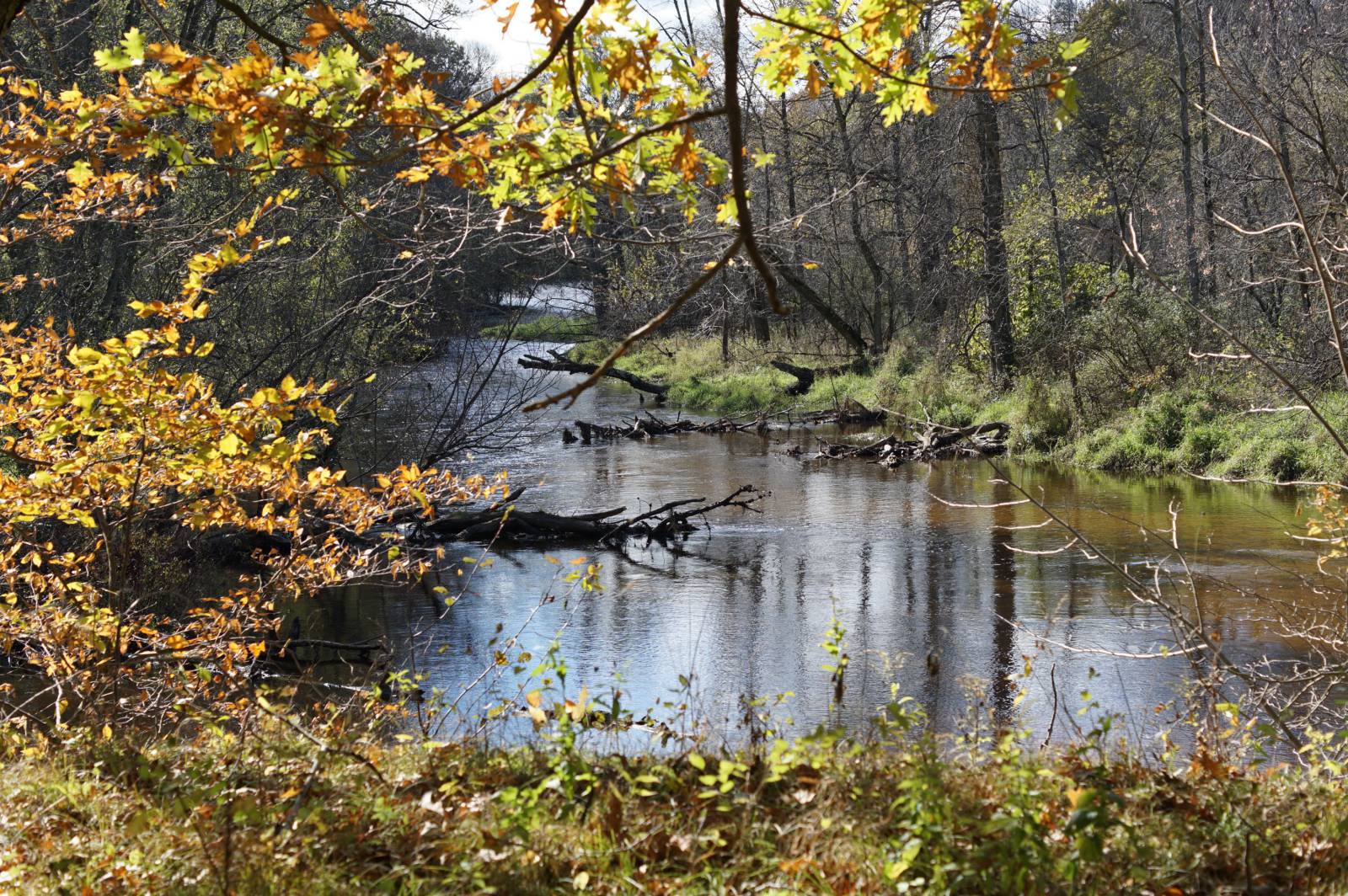 view of the Milwaukee River with yellow and orange leaves hanging over the water