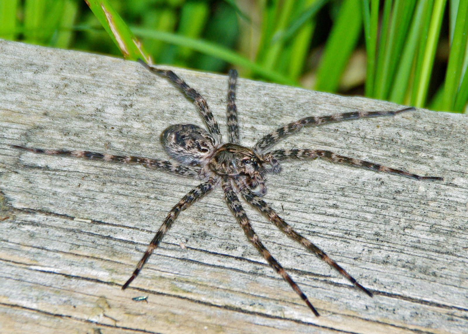 https://www.riveredgenaturecenter.org/wp-content/uploads/2019/04/dark-fishing-spider10-4.jpg