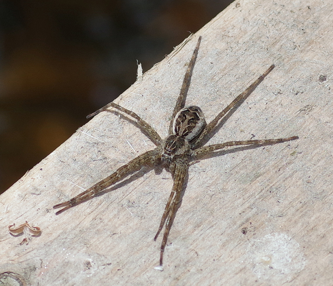 Bug o’the Week – Dark Fishing Spider – Riveredge Nature Center