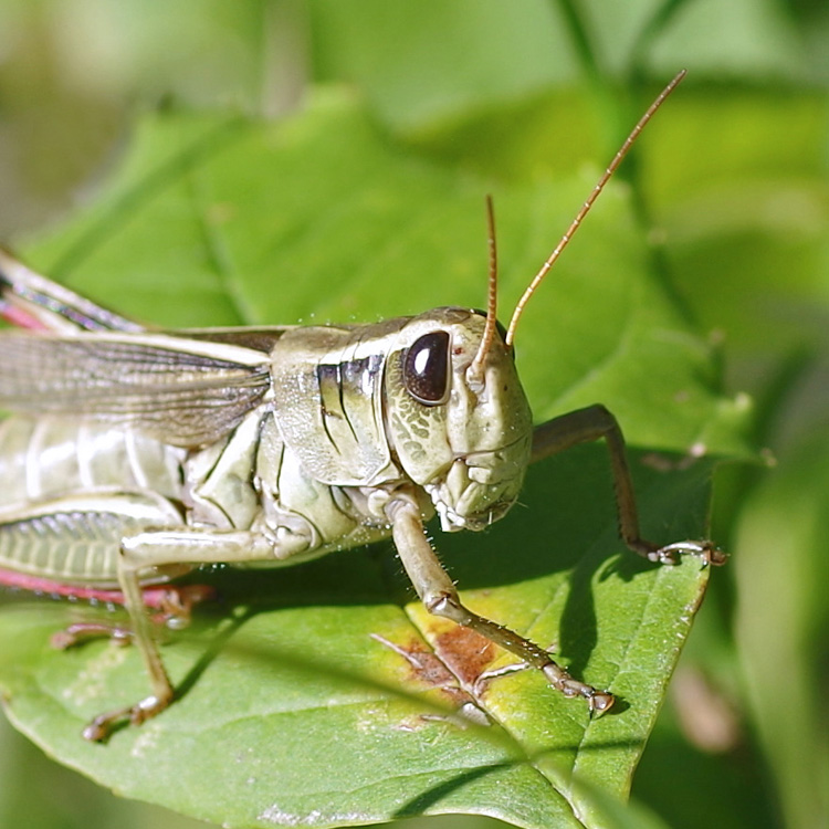 https://www.riveredgenaturecenter.org/wp-content/uploads/2019/05/2-strpd-grasshopper14-5rz.jpg