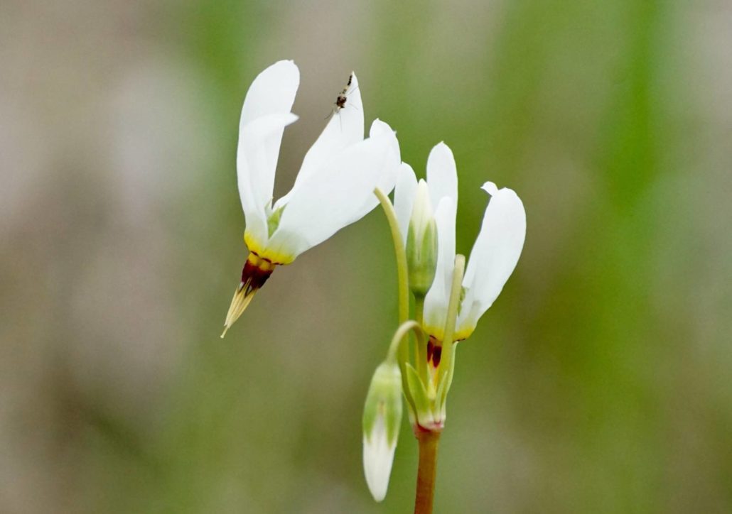 Prairie Shooting Star