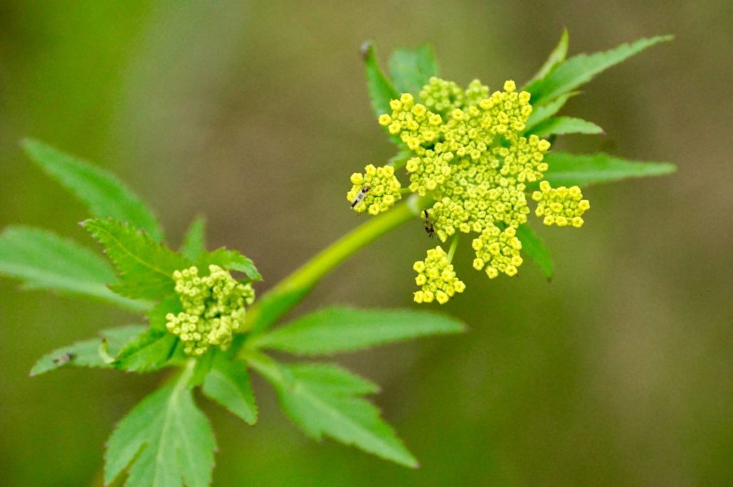 Golden Alexander at Riveredge Nature Center