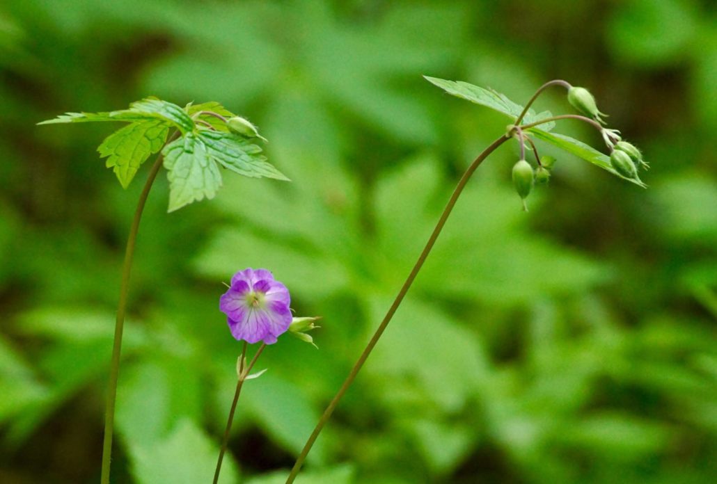 Wild Geranium