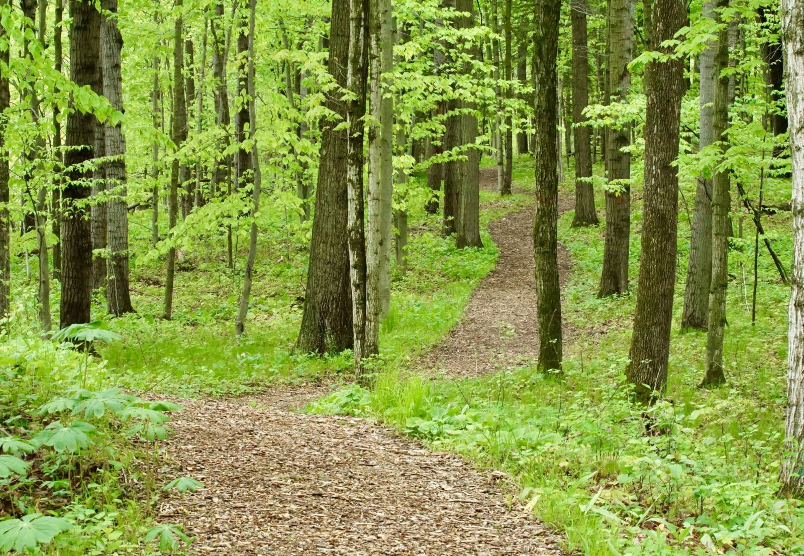 The trail in spring at Riveredge Nature Center.