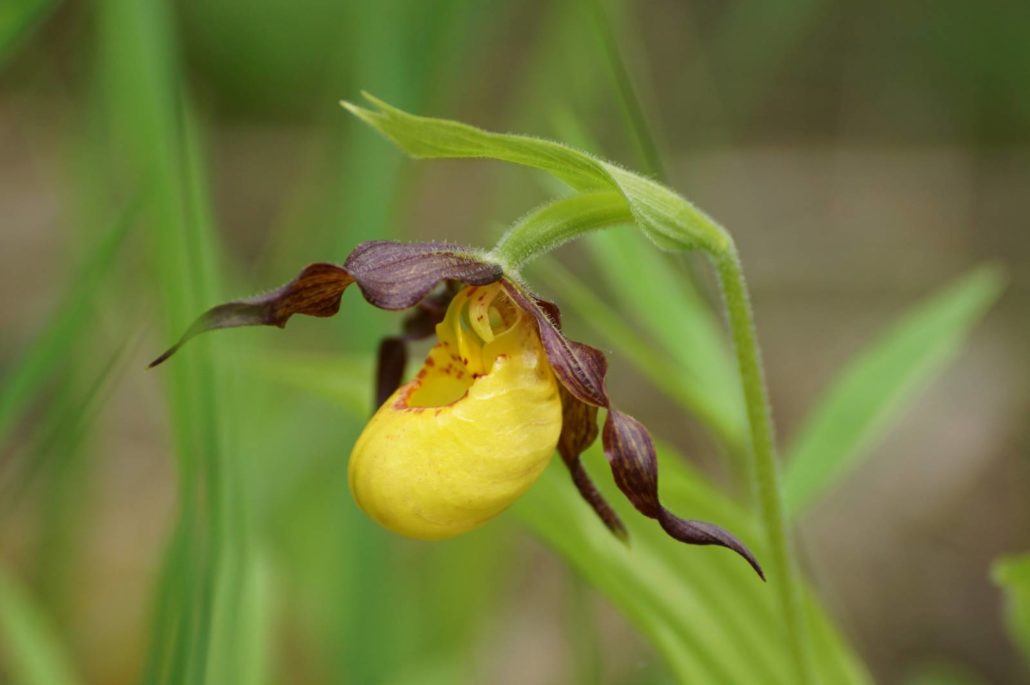 Lesser Yellow Lady's-slipper at Riveredge Nature Center