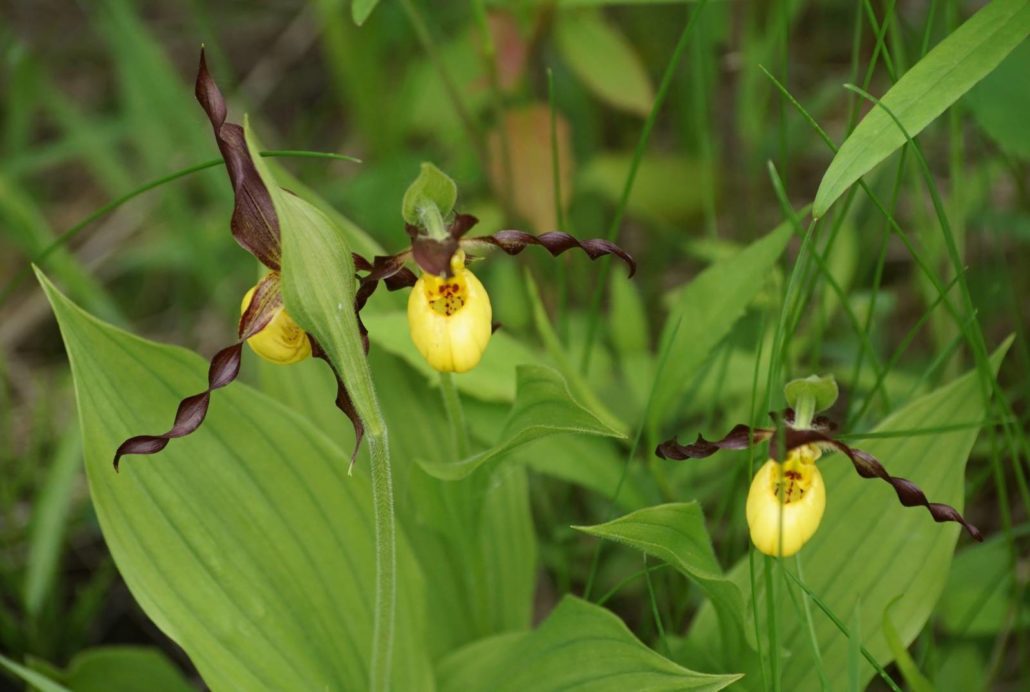 Small Yellow Lady's-slipper