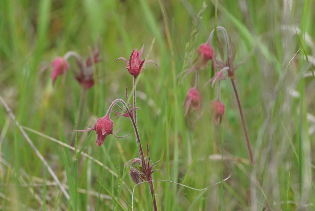 Prairie Smoke