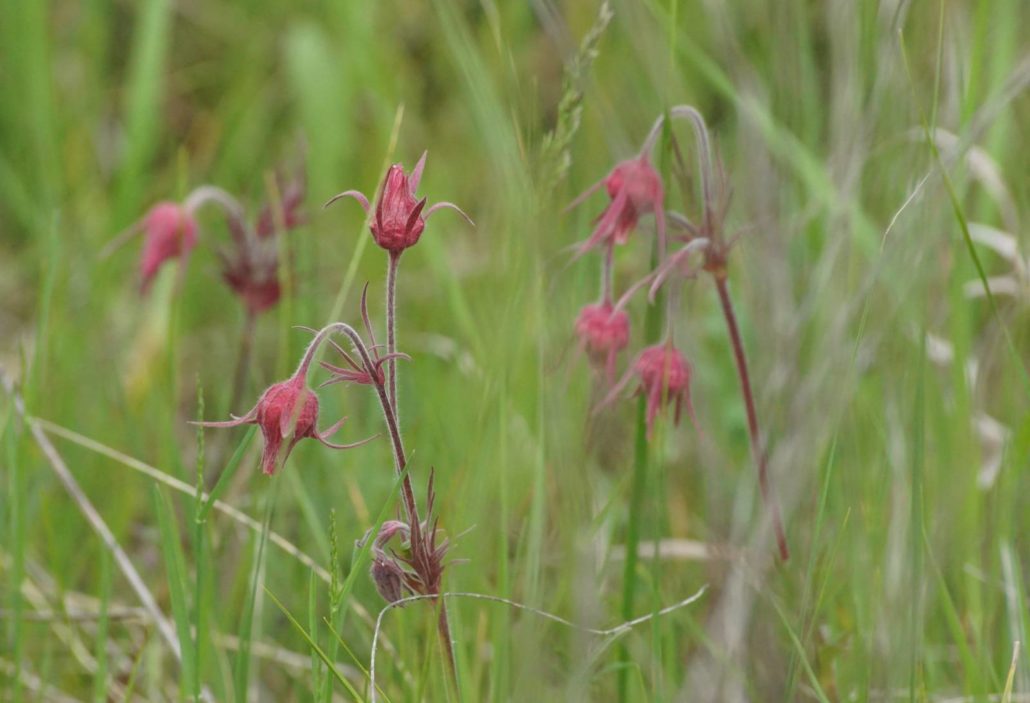 Prairie Smoke