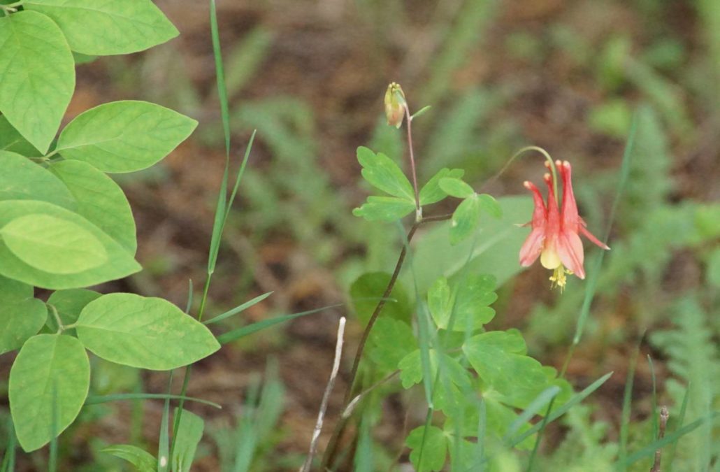 Wild Columbine