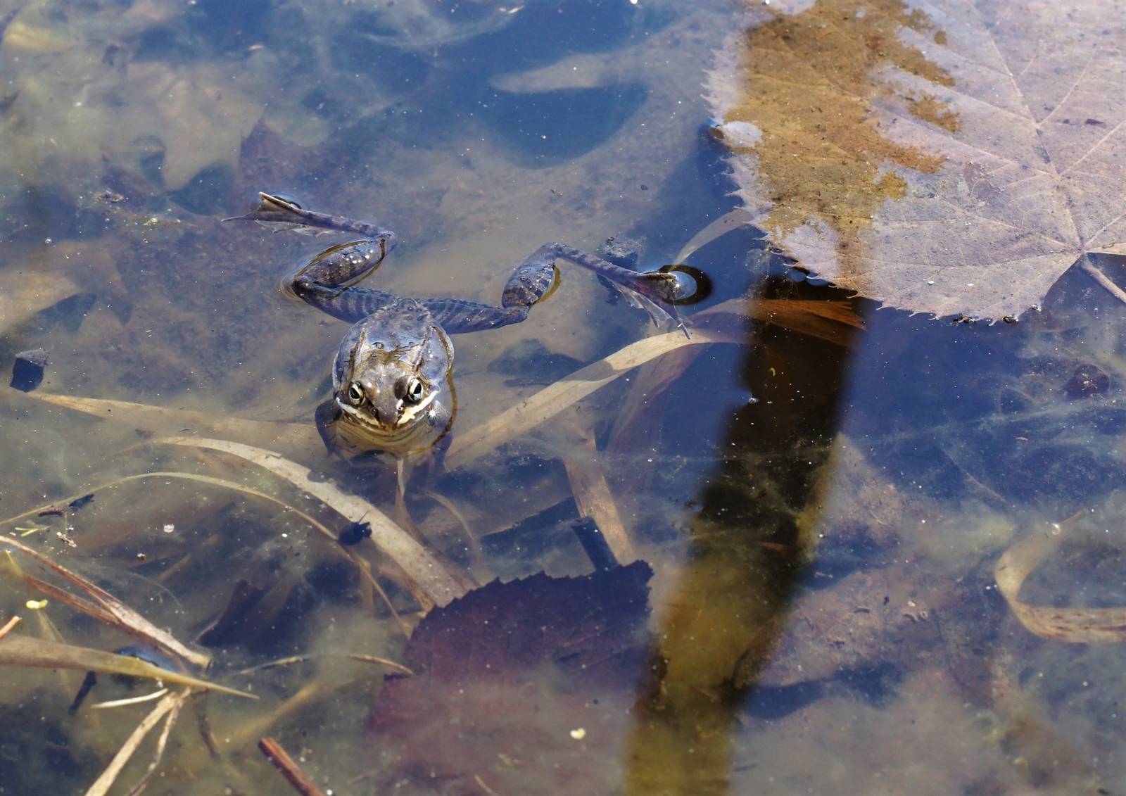 close up of a frog poking it's head out of the water in a pond with vegetation