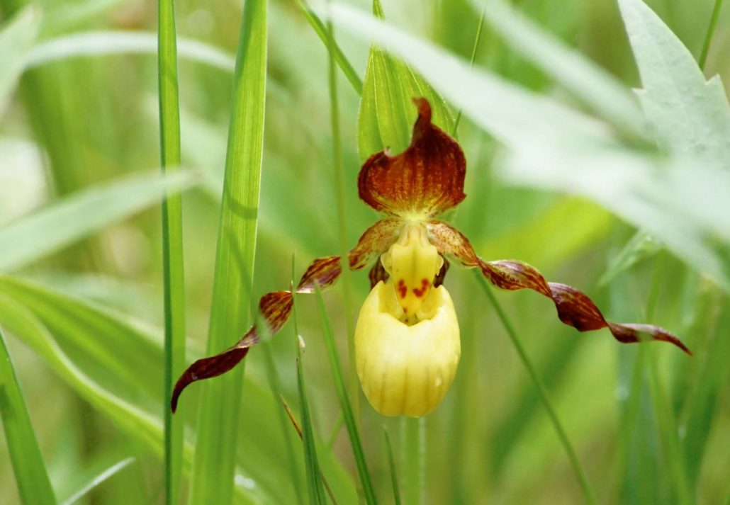 Lesser Yellow Lady's-slipper Orchid