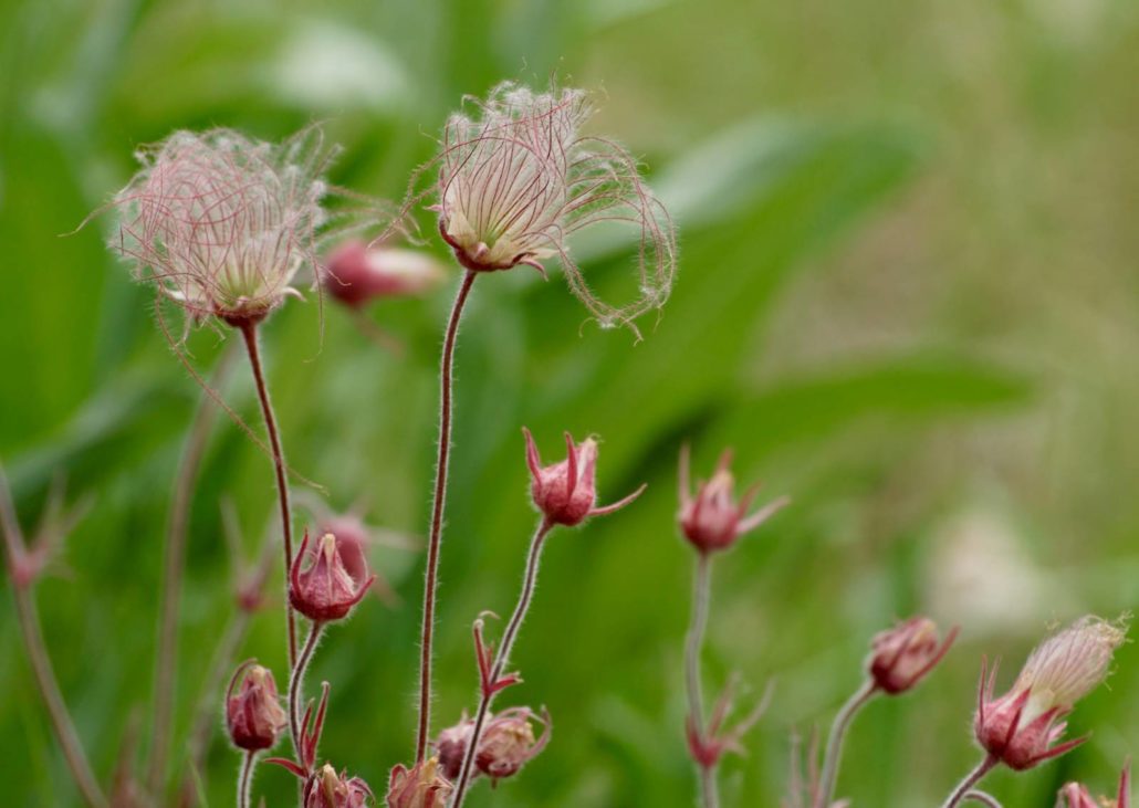 Prairie Smoke at Riveredge Nature Center