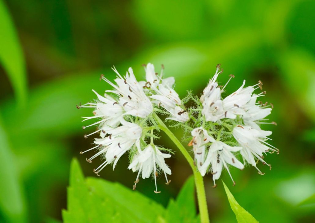 Virginia Waterleaf at Riveredge Nature Center